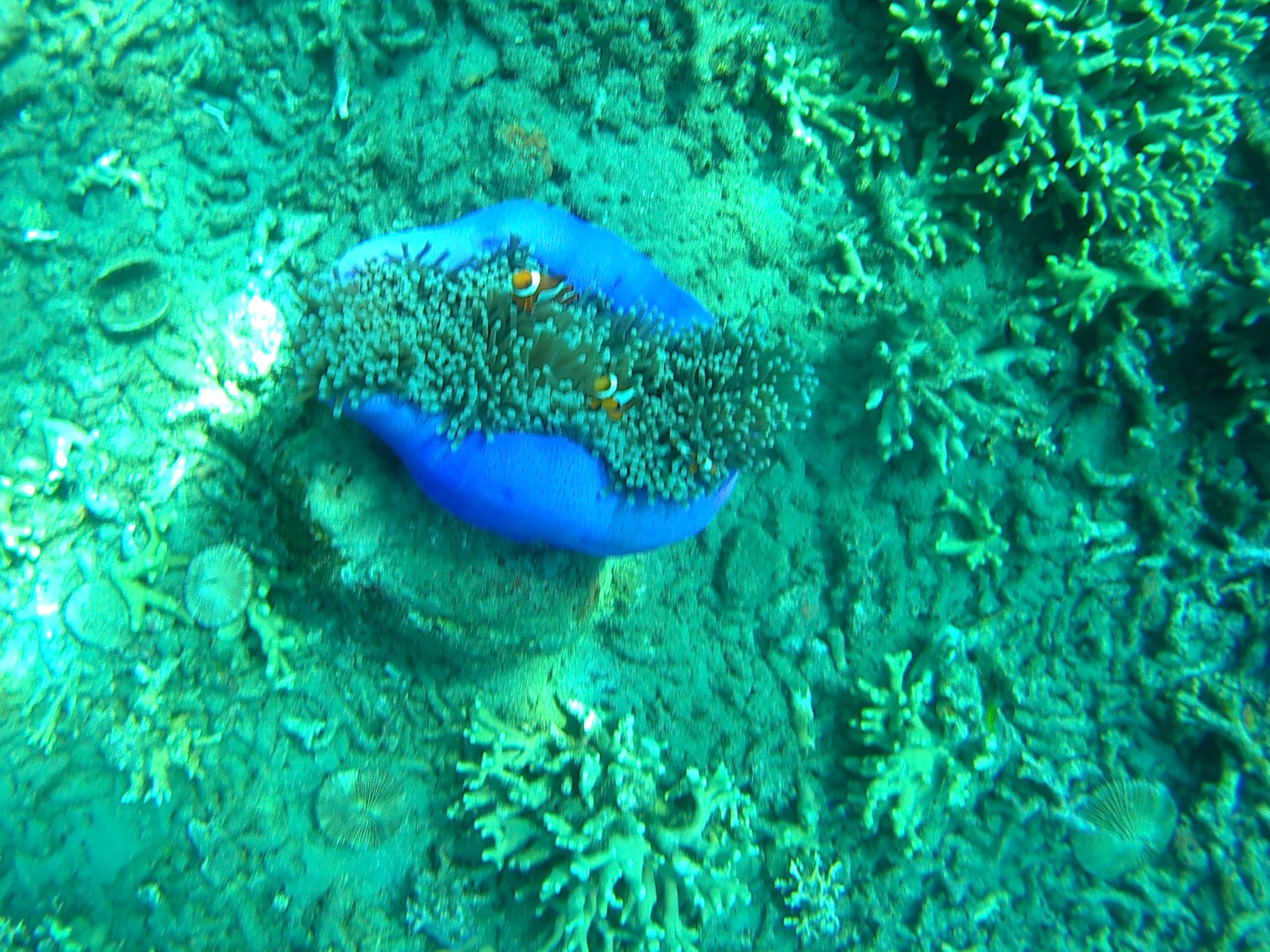Lobo Batangas 2019