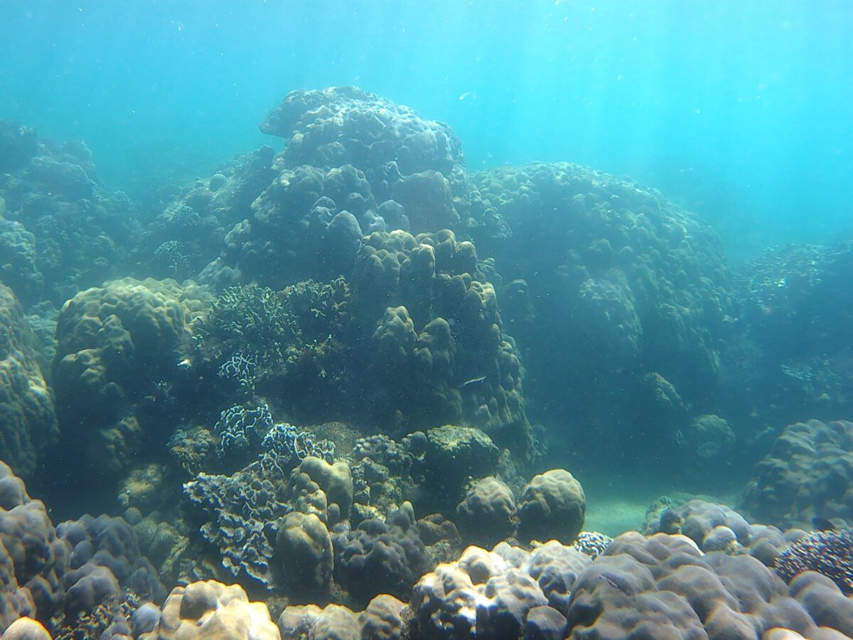 Reef Life 2023