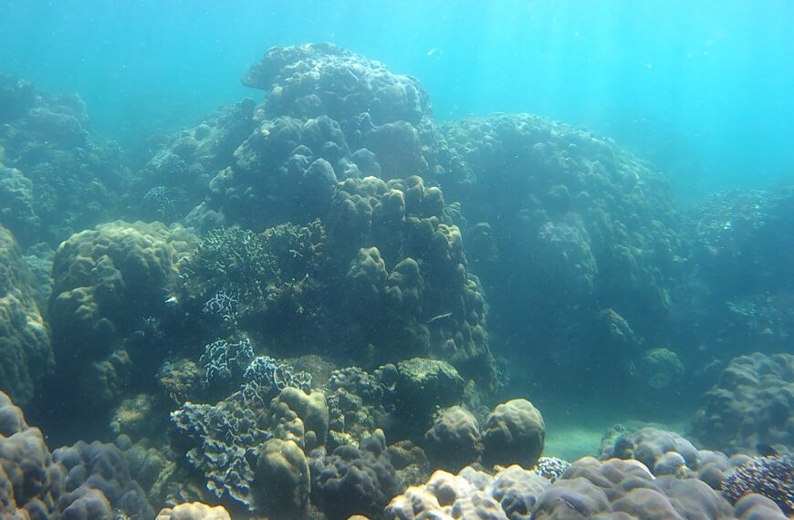 isla verde corals