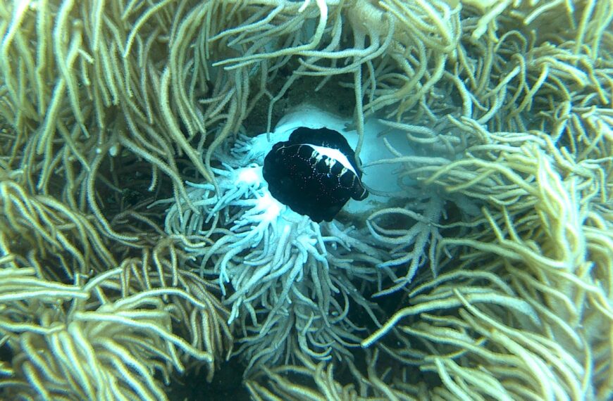 coral in lobo batangas philippines