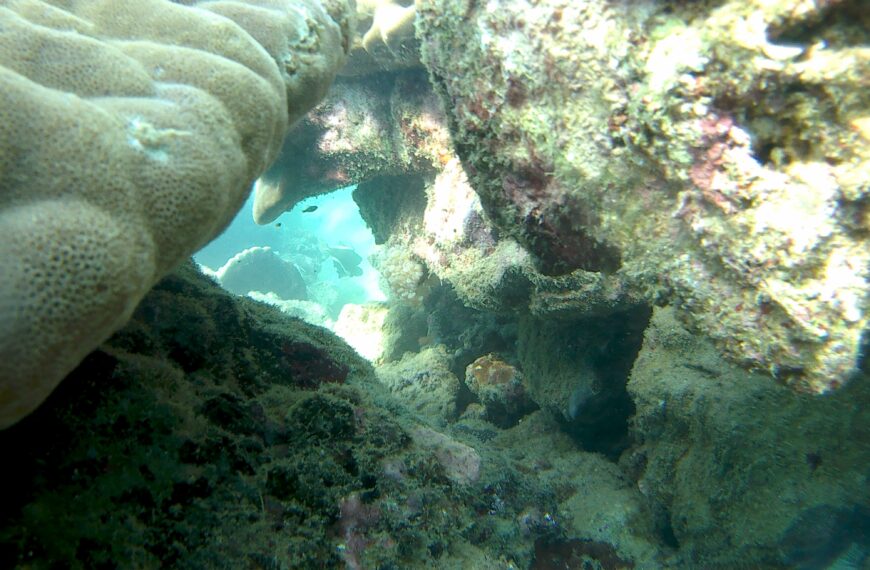 coral lobo batangas