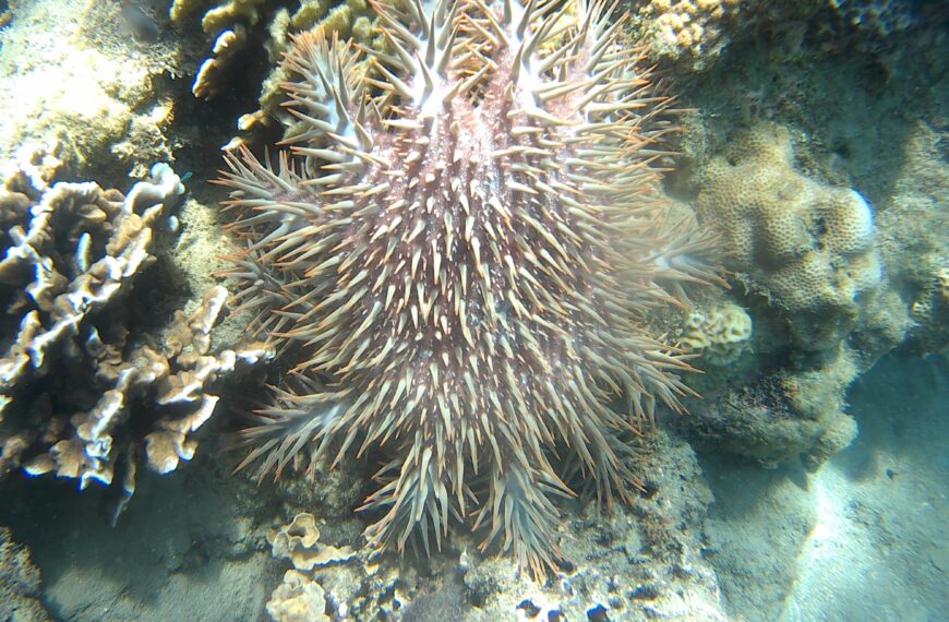 corals philippines