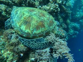 HOME on the REEF
